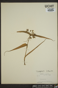 Tradescantia virginiana image