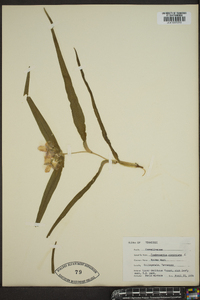 Tradescantia virginiana image