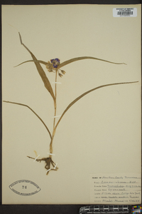 Tradescantia virginiana image