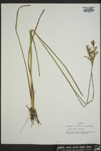 Juncus biflorus image