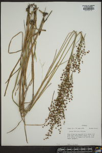 Juncus biflorus image