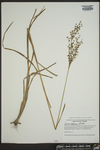 Juncus biflorus image