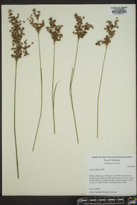 Juncus biflorus image