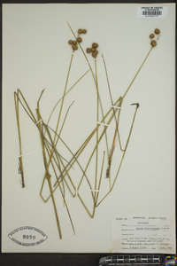 Juncus brachycarpus image