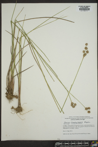 Juncus brachycarpus image