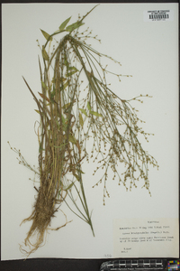 Juncus brachycephalus image