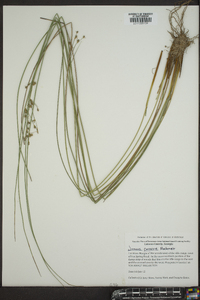 Juncus coriaceus image