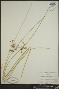 Juncus coriaceus image