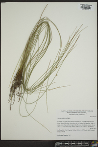 Juncus coriaceus image