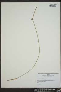 Juncus coriaceus image