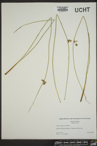 Juncus coriaceus image