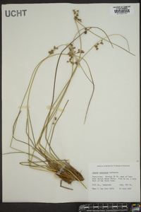 Juncus coriaceus image