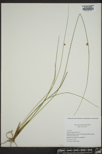 Juncus coriaceus image