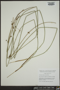 Juncus coriaceus image