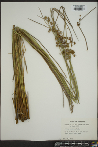 Juncus coriaceus image