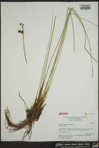 Juncus coriaceus image