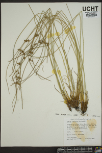 Juncus coriaceus image