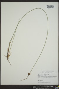 Juncus coriaceus image