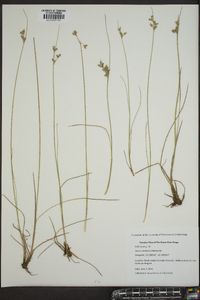 Juncus coriaceus image