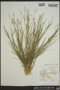Juncus debilis image
