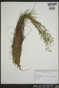 Juncus debilis image