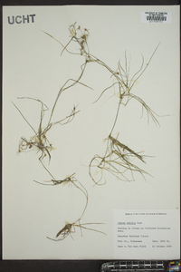 Juncus debilis image