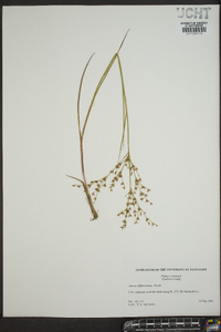 Juncus diffusissimus image