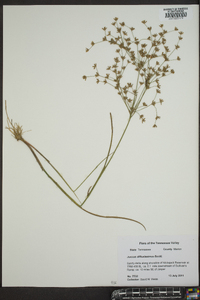 Juncus diffusissimus image