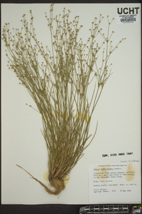 Juncus diffusissimus image