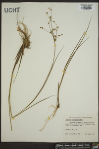 Juncus diffusissimus image