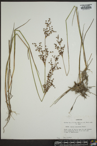 Juncus elliottii image