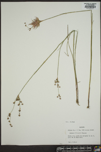 Juncus elliottii image