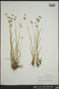 Juncus filipendulus image