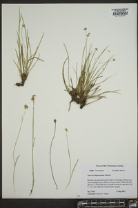 Juncus filipendulus image