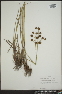 Juncus megacephalus image