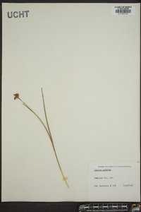 Juncus nodatus image