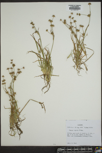 Juncus repens image