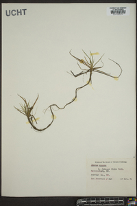 Juncus repens image