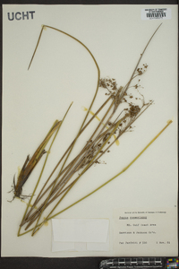 Juncus roemerianus image