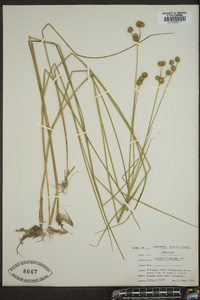 Juncus scirpoides image