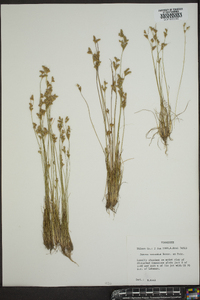 Juncus secundus image