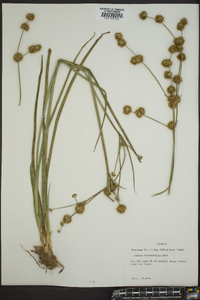 Juncus crassifolius image