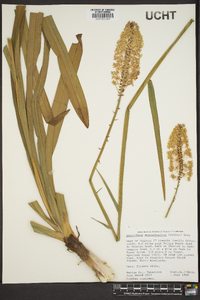 Amianthium muscitoxicum image