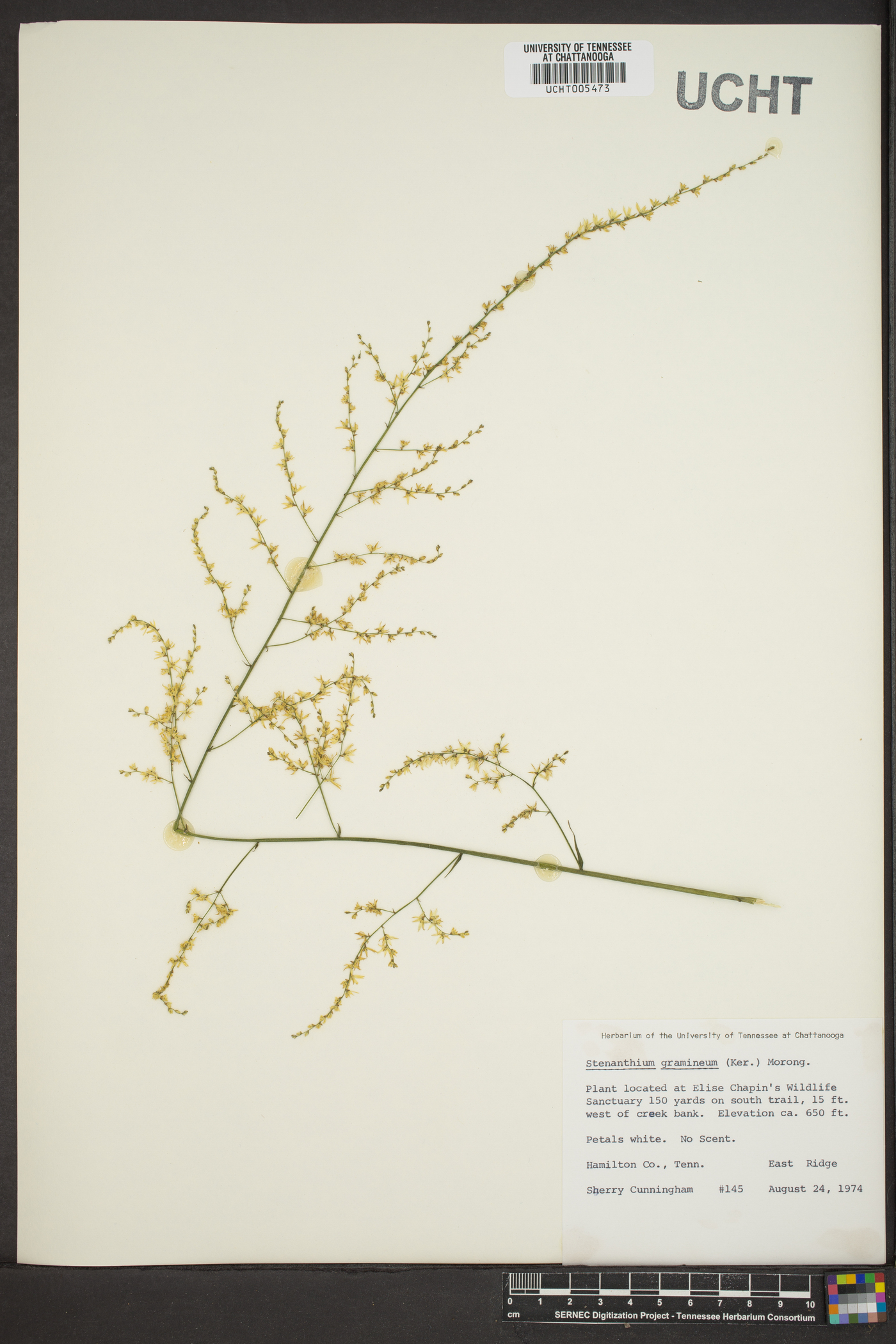 Stenanthium gramineum image