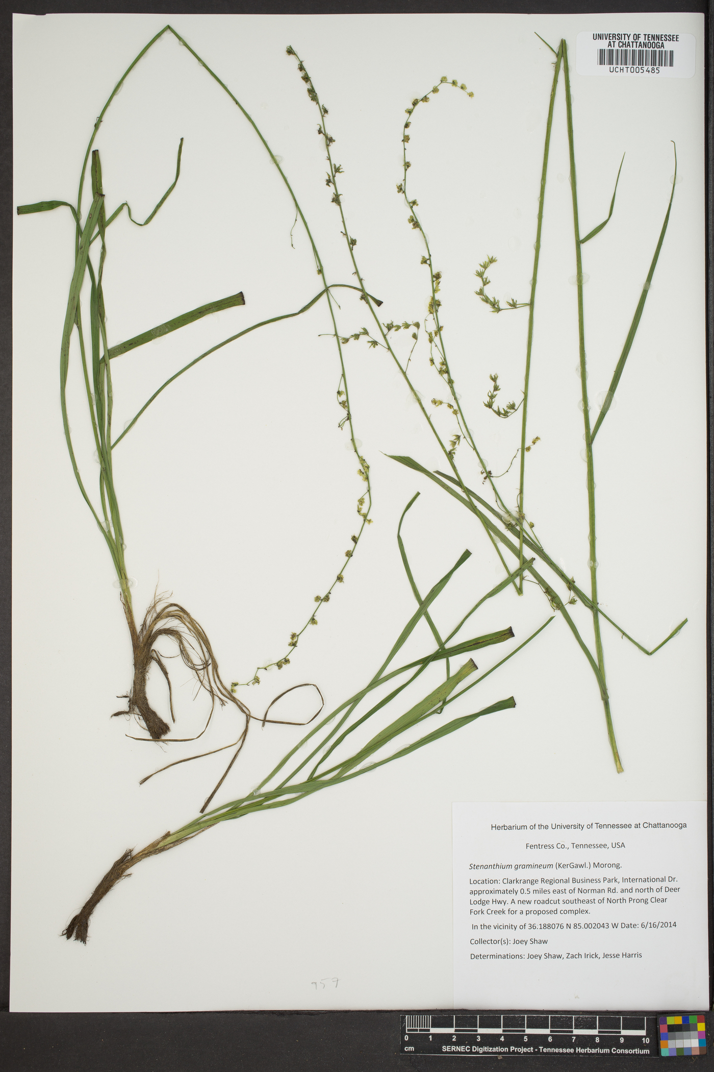 Stenanthium gramineum image