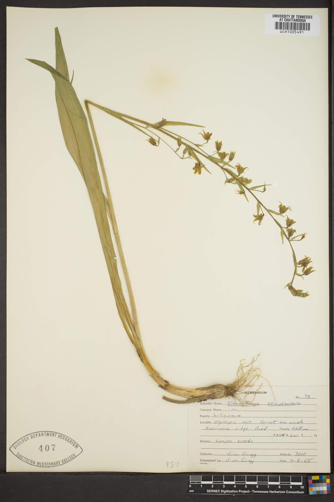 Stenanthium occidentale image