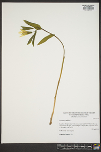 Uvularia grandiflora image