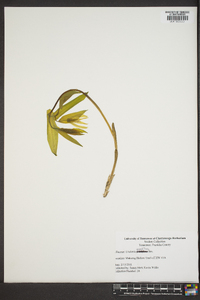 Uvularia grandiflora image