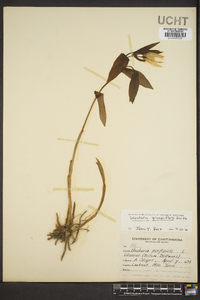 Uvularia grandiflora image