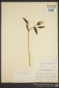 Uvularia grandiflora image